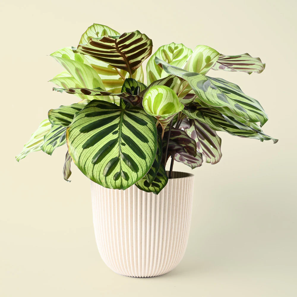 Calathea Makoyana | Calathea Peacock 