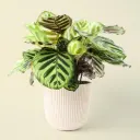 Calathea Makoyana | Calathea Peacock 