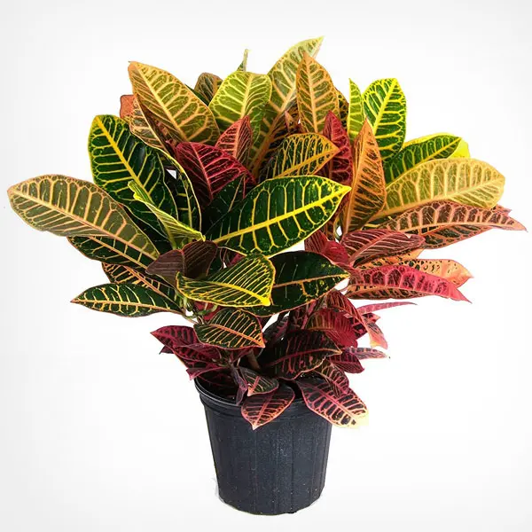 Croton Petra