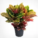 Croton Petra