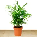 Bamboo Palm Plant