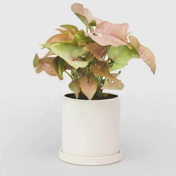 Syngonium Pink Plant