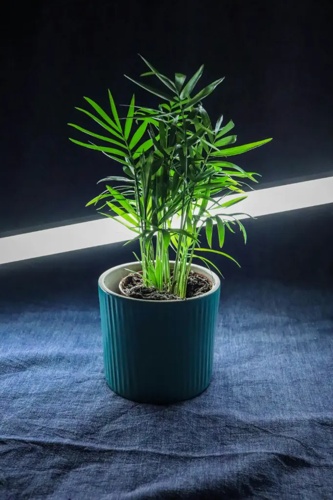 Areca Palm