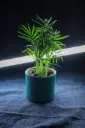 Areca Palm