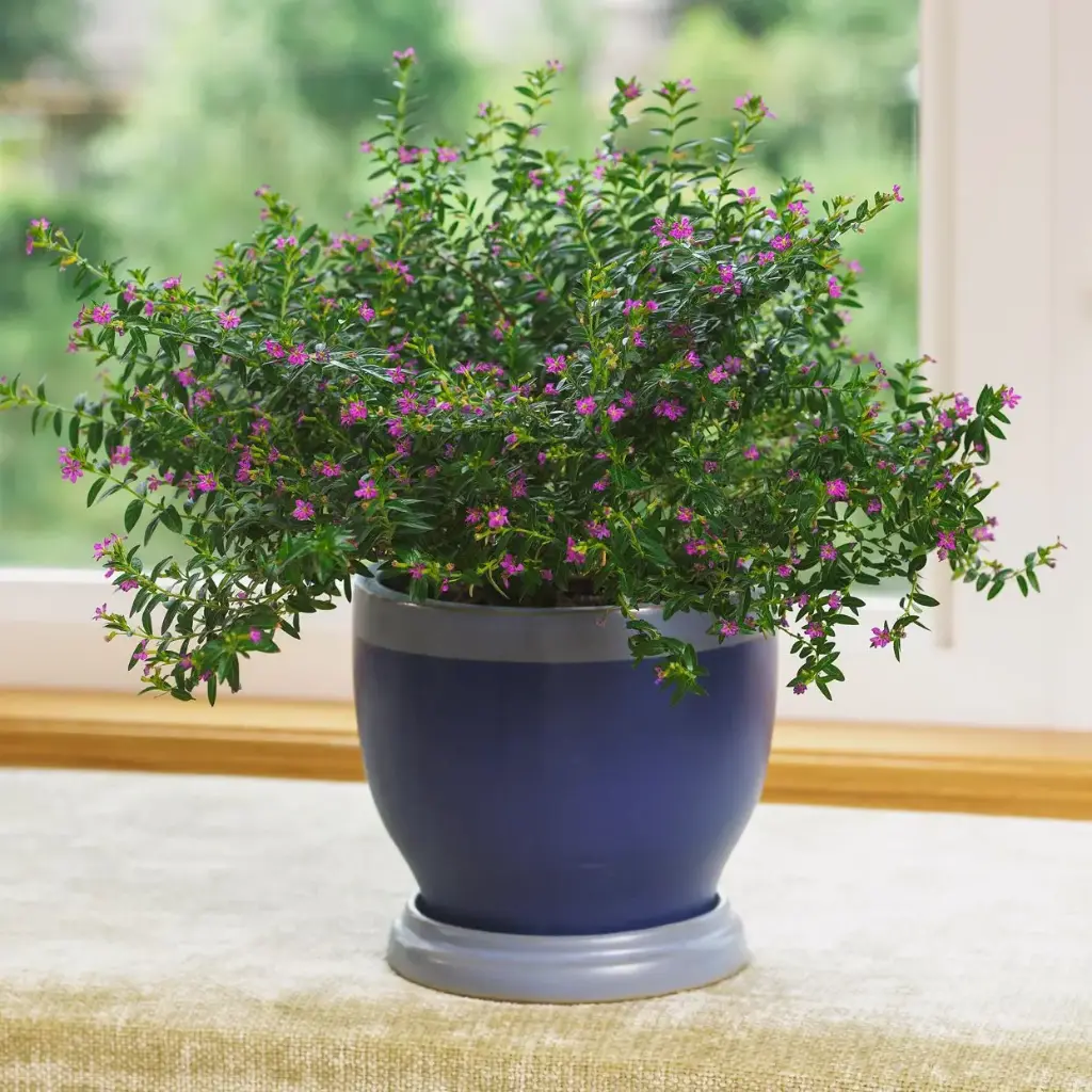 Cuphea (False Heather) | Cuphea Hyssopifolia | Mexican Heather