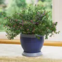 Cuphea (False Heather) | Cuphea Hyssopifolia | Mexican Heather