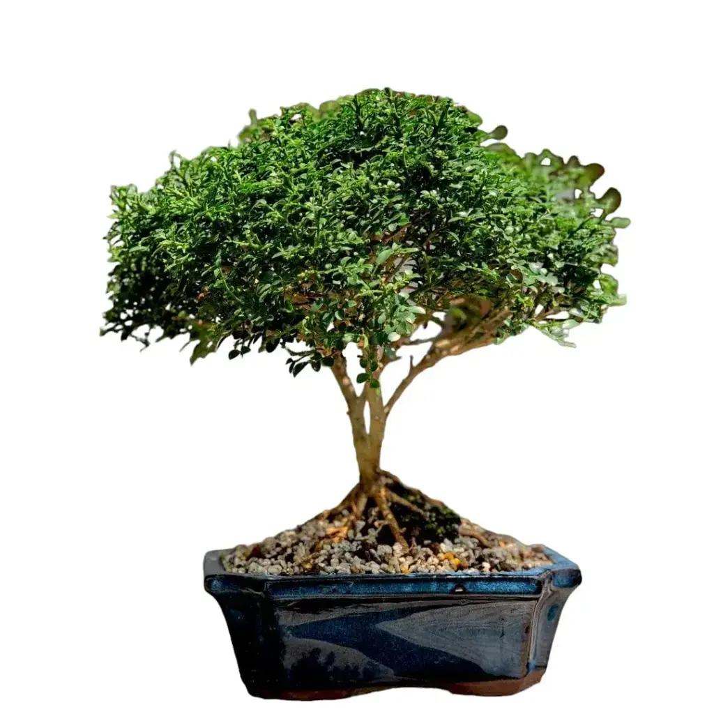 Dwarf Murraya Paniculata (Dwarf Kamini Bonsai)