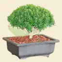 Dwarf Murraya Paniculata (Dwarf Kamini Bonsai)