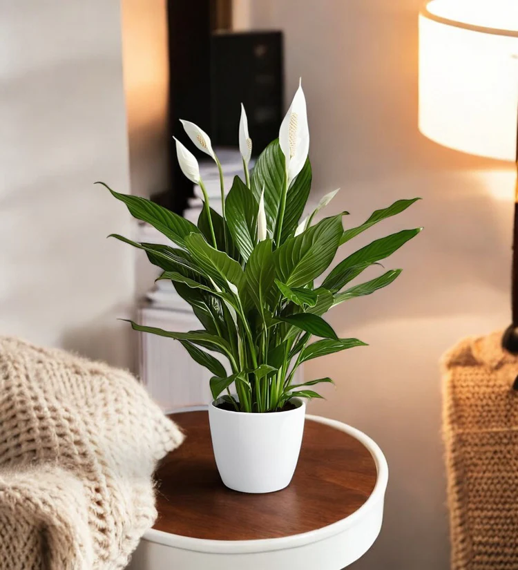 Peace Lily (Small)
