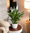 Peace Lily