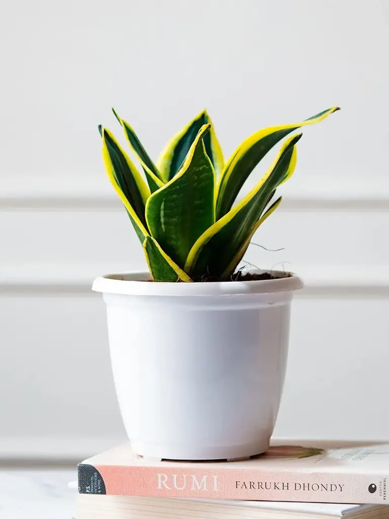 Sansevieria Laurentii- Snake Plant