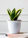Sansevieria Laurentii- Snake Plant