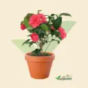 Camellia Japonica - Red Flower (2 ft)
