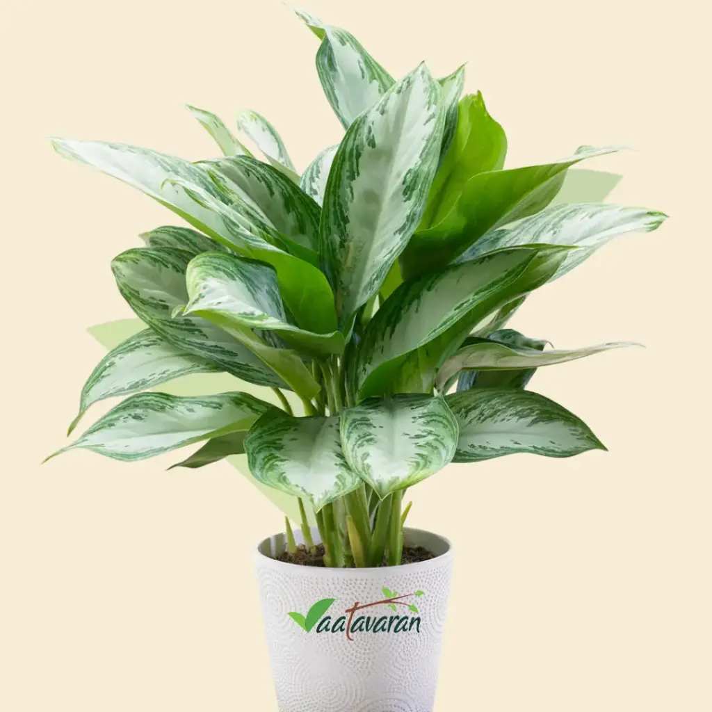 Chinese Evergreen Plant