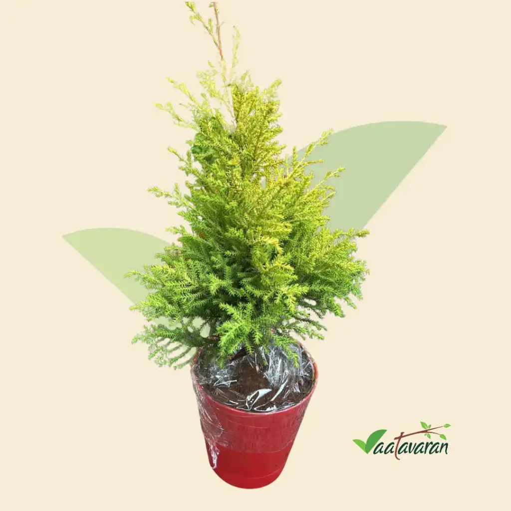 Golden Cypress with Box Packaging