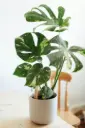 Monstera Thai Constellation