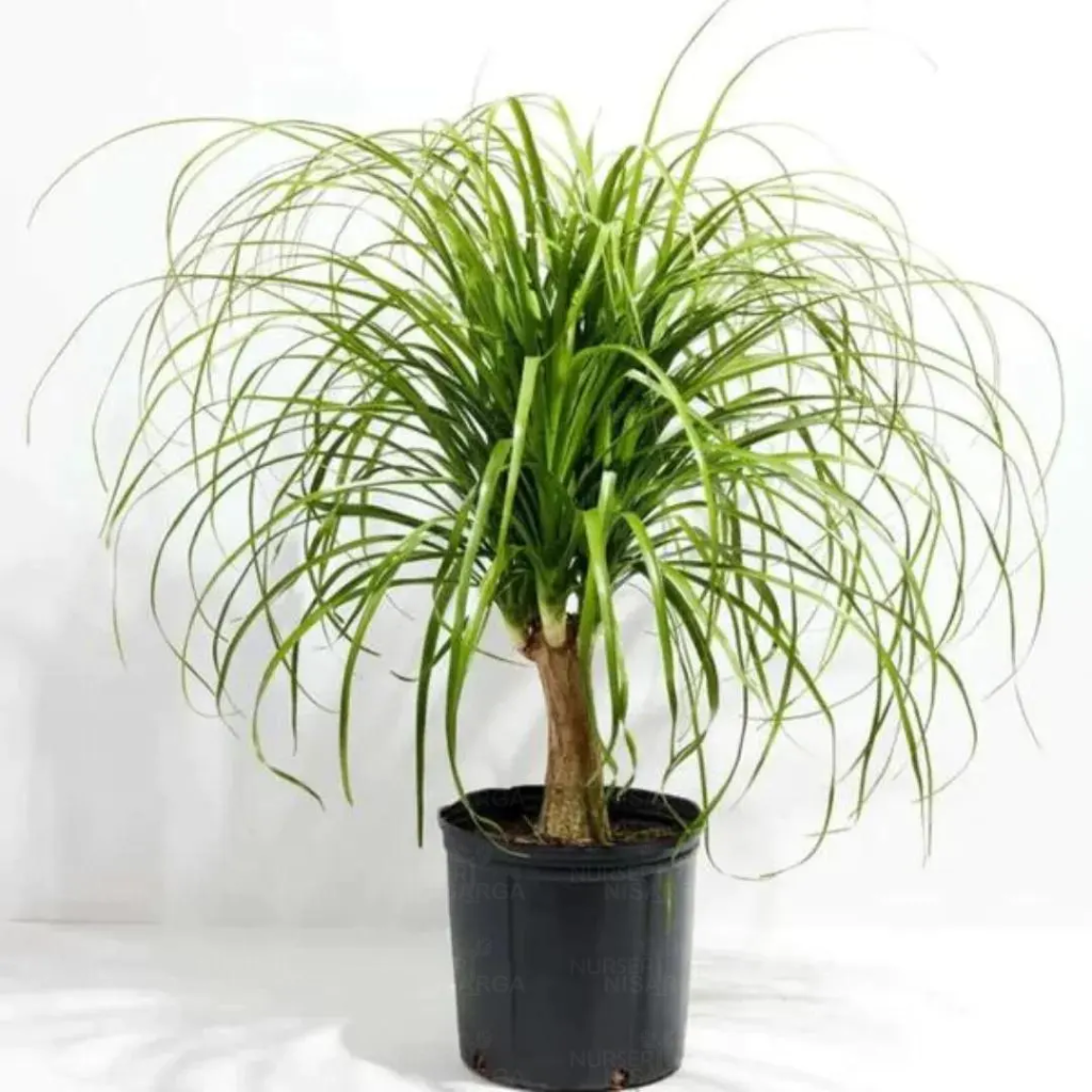 Nolina Palm (Ponytail Palm)