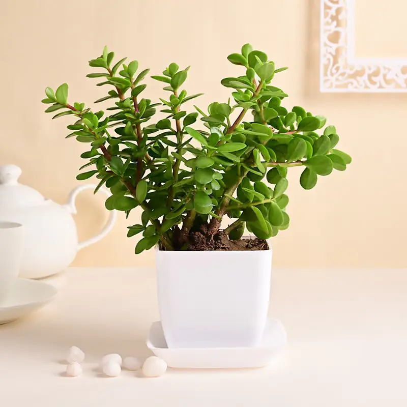 Jade Plant