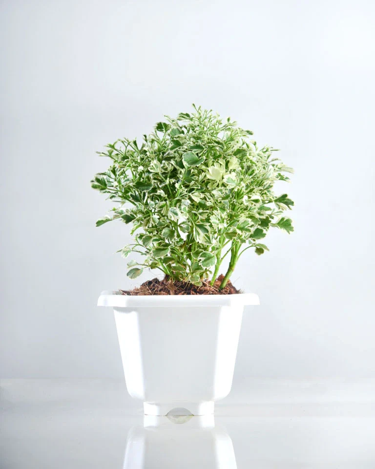 Aralia Variegated
