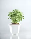 Aralia Variegated