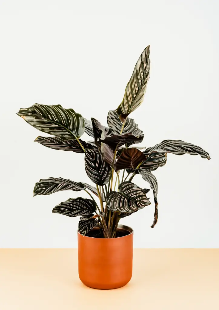 Calathea Sanderiana