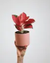 Aglaonema Pink