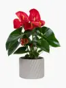 Anthurium Red Plant