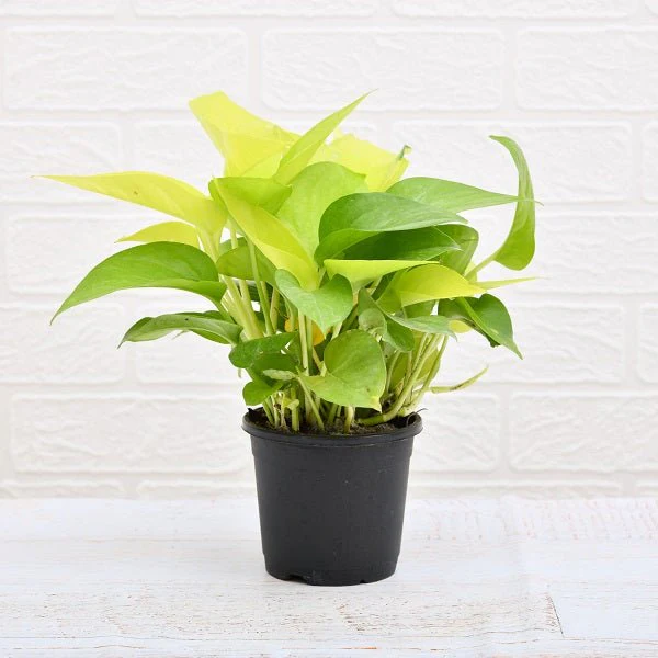 Money Plant (Golden Pothos)