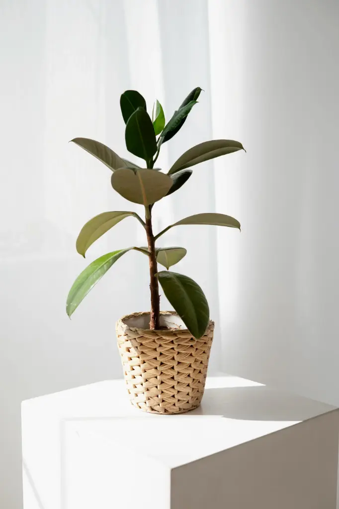 Rubber Plant (Ficus Elastica)