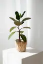Rubber Plant (Ficus Elastica)