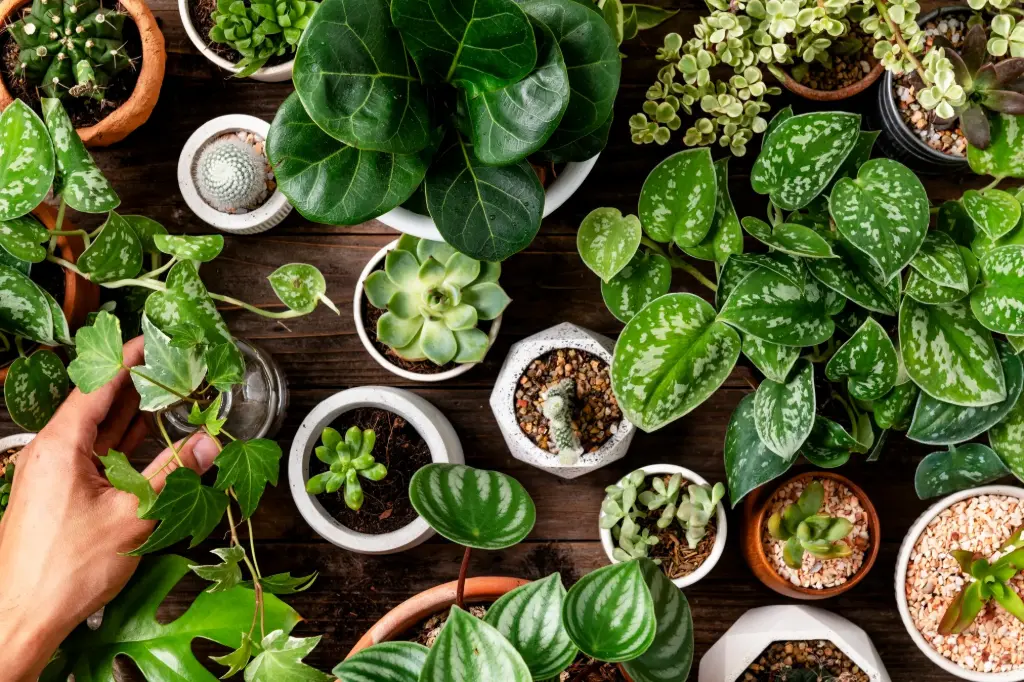 All Plants