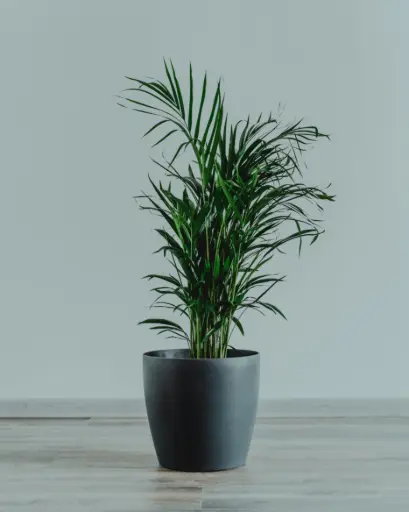 Areca Palm