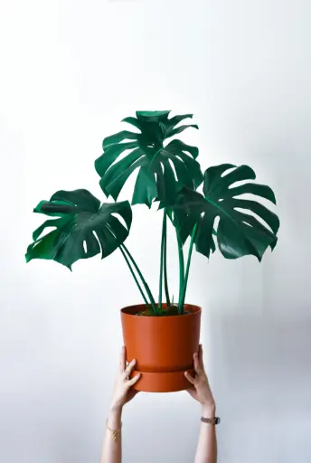 Monstera Deliciosa