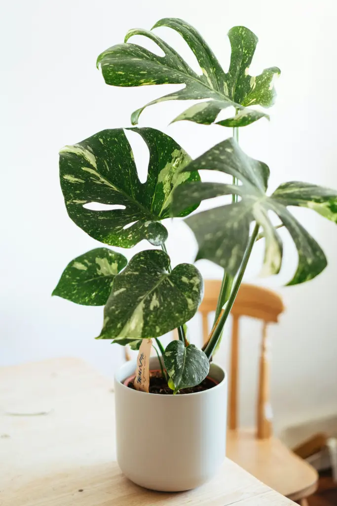 Monstera Thai Constellation | Vaatavaran