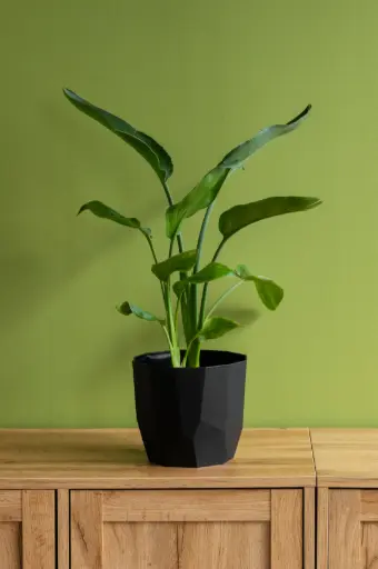 Bird of Paradise