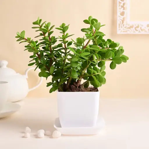 Jade Plant