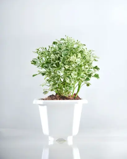 Aralia Variegated