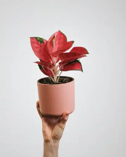 Aglaonema Pink