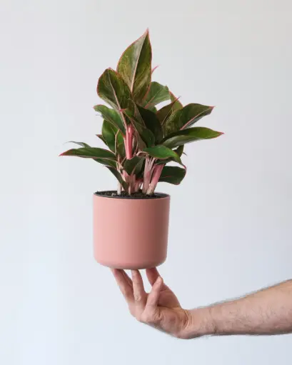 Aglaonema Lipstick
