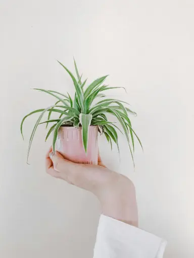 Spider Plant