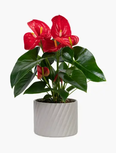 Anthurium Red Plant