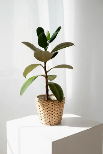 Rubber Plant (Ficus Elastica)