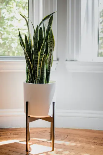 Sansevieria Laurentii- Snake Plant