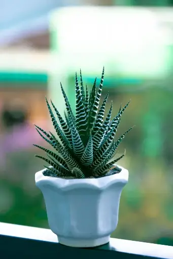 Zebra Haworthia