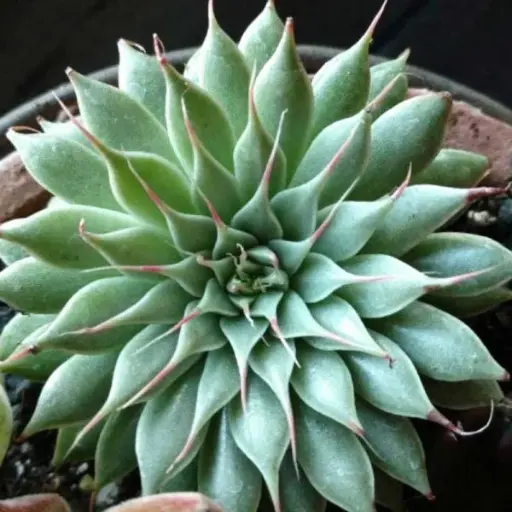 Graptopetalum Filiferum