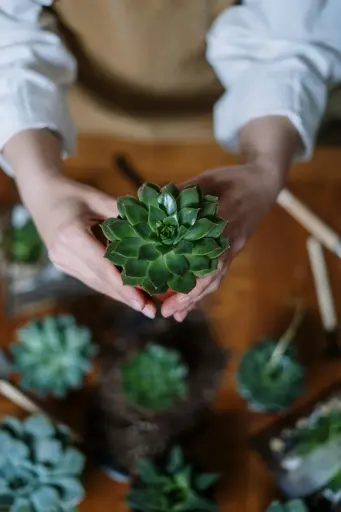 Echeveria Lotus Chinensis Plant