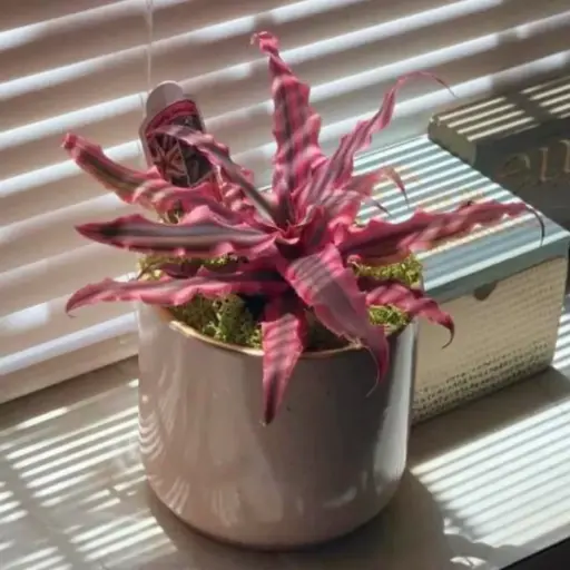 Cryptanthus Pink Star