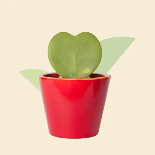 Heart Hoya