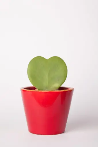 Heart Hoya