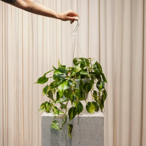 Philodendron Oxycardium Brasil With Hanging Pot